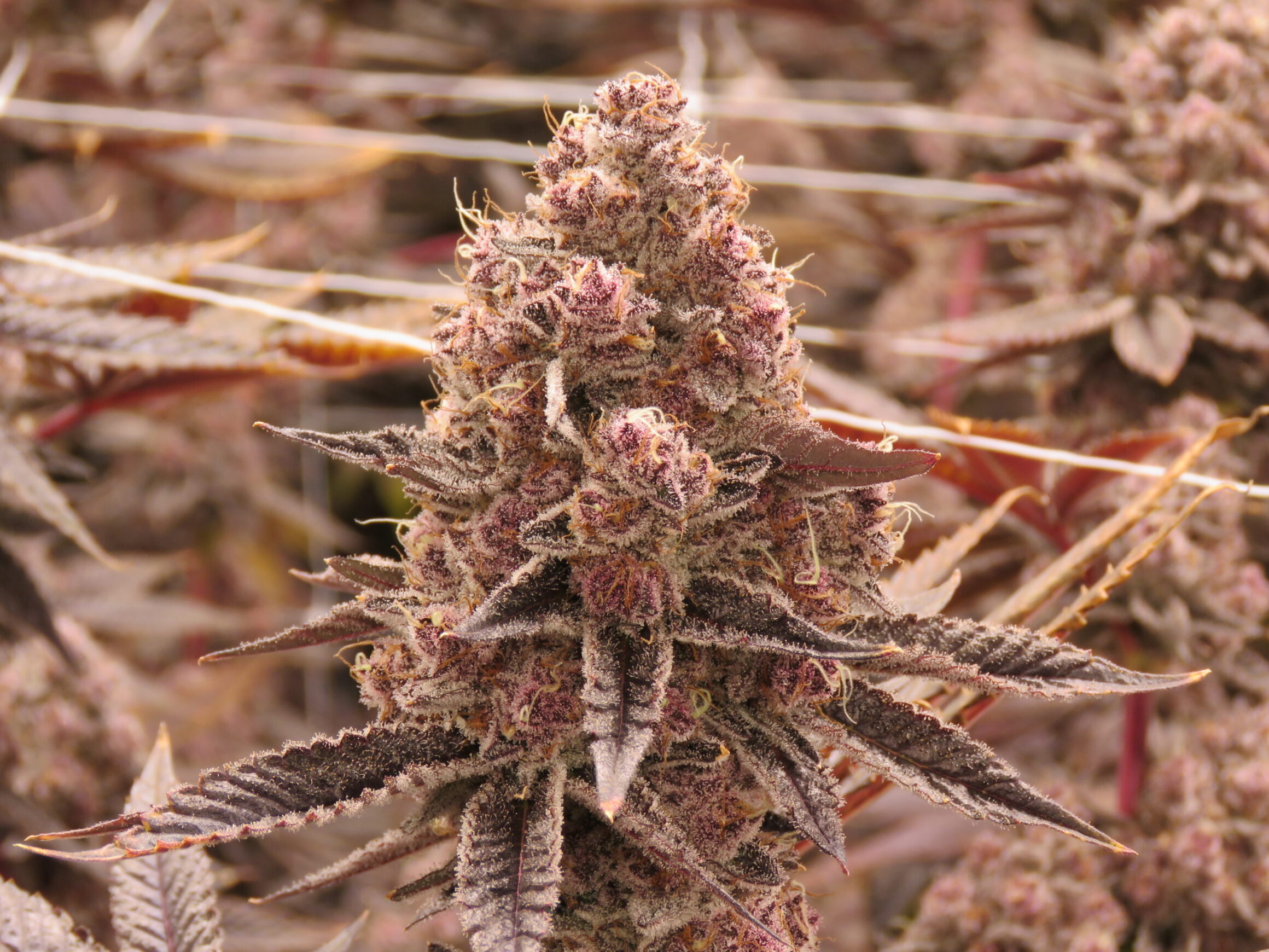 41 Cherries Strain Allbud 44 - u5ouyoe