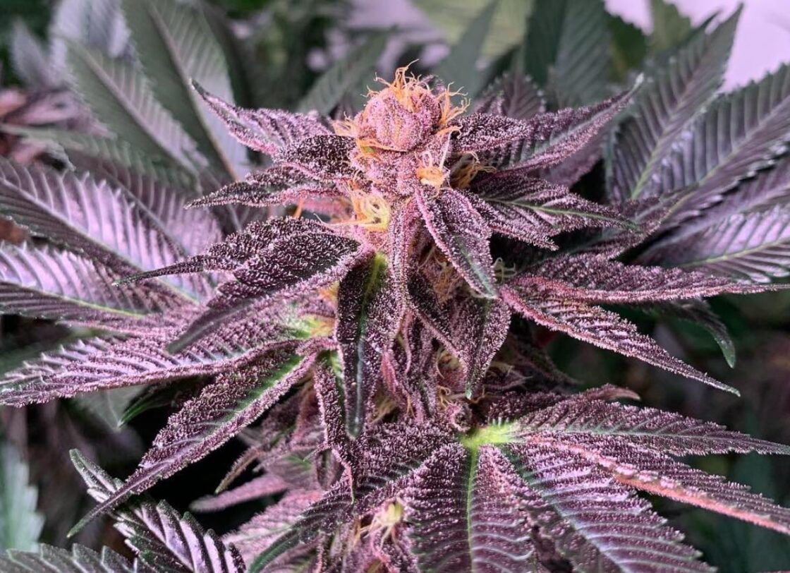 Tropicana Cherry Strain Guidelines Effects, Tips, History & More The Pop Culture Palace